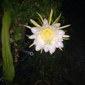 Meet your Posher, Joanne